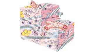 Weefsel Deel 2 Bindweefsel En Kraakbeen