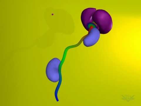 Video: Mitochondrie Přímo Daruje Jejich Membránu Za účelem Vytvoření Autofagozomů Během Nového Mechanismu Mitofagie Spojené S Parkinem