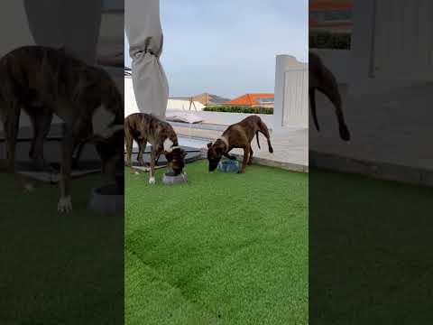Samuel foster video