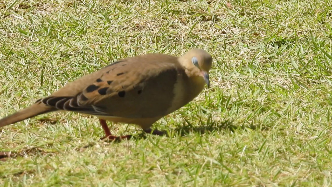 American Mourning Dove♀