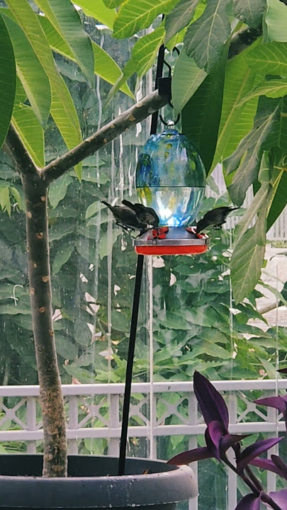 three Thursday colibri