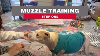 Introduction to Muzzle Training