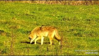 Decorah Eagles North a coyote looking for insects 10 17 2021