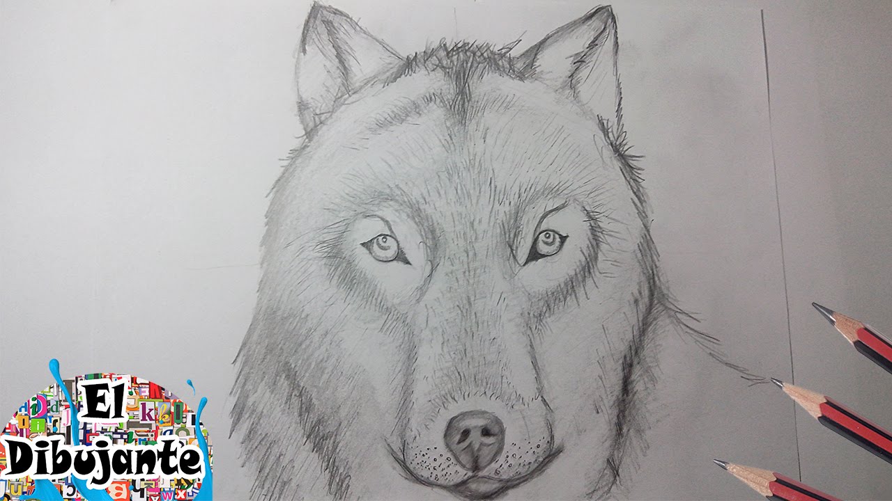 Como Dibujar un Lobo paso a paso [El Dibujante] - thptnganamst.edu.vn