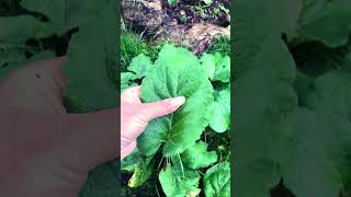 Tiny In Depth Herb Class: Uses of Burdock- Arctium lappa