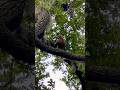Never seen a Duck in a Tree! 🦆 #duck #naturelovers #nature #wildlife