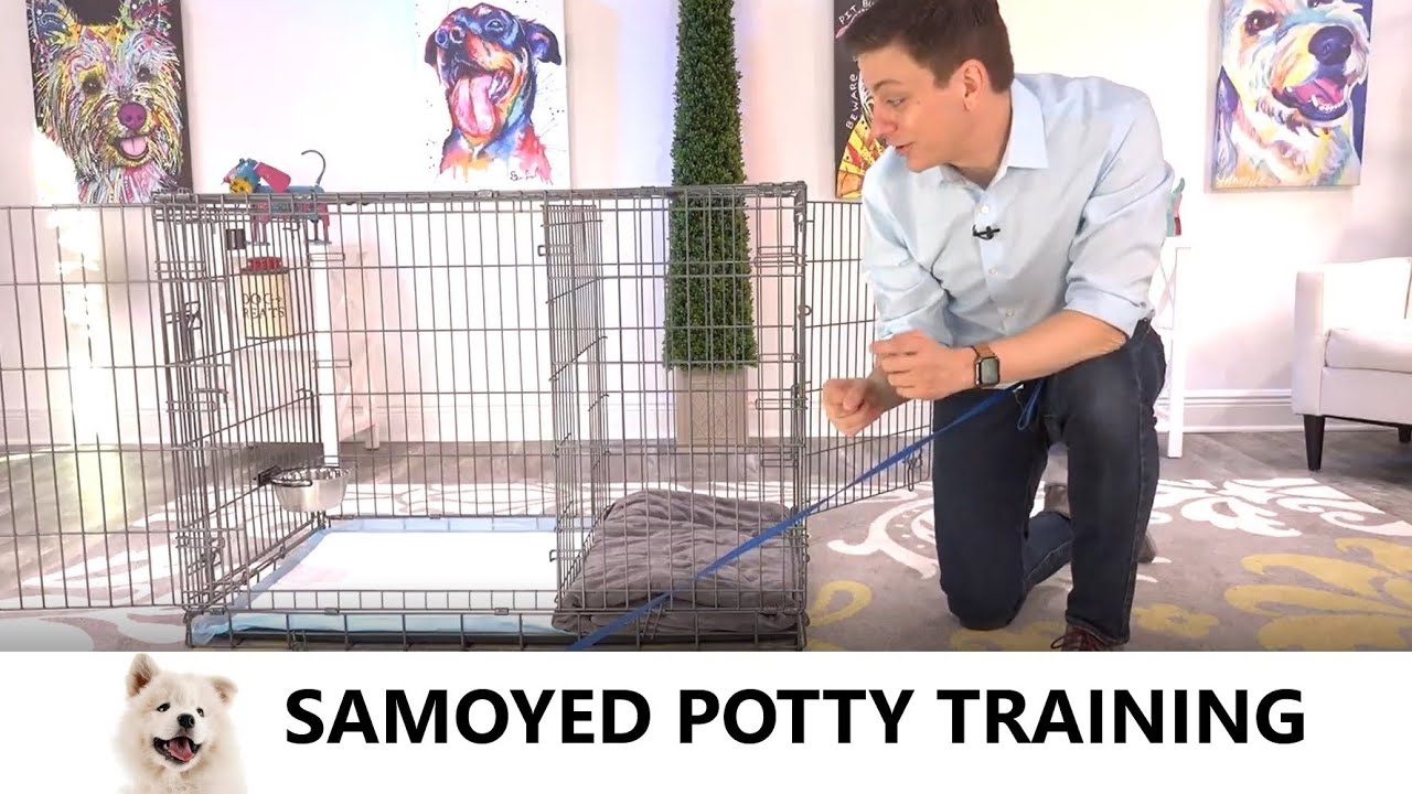 Samoyed Potty Training from WorldFamous Dog Trainer Zak How