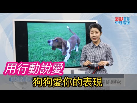 用行動說愛 狗狗愛你的表現 20190322 中旺速遞