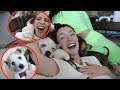 SURPRISED WITH A BUNCH OF PUPPIES!!