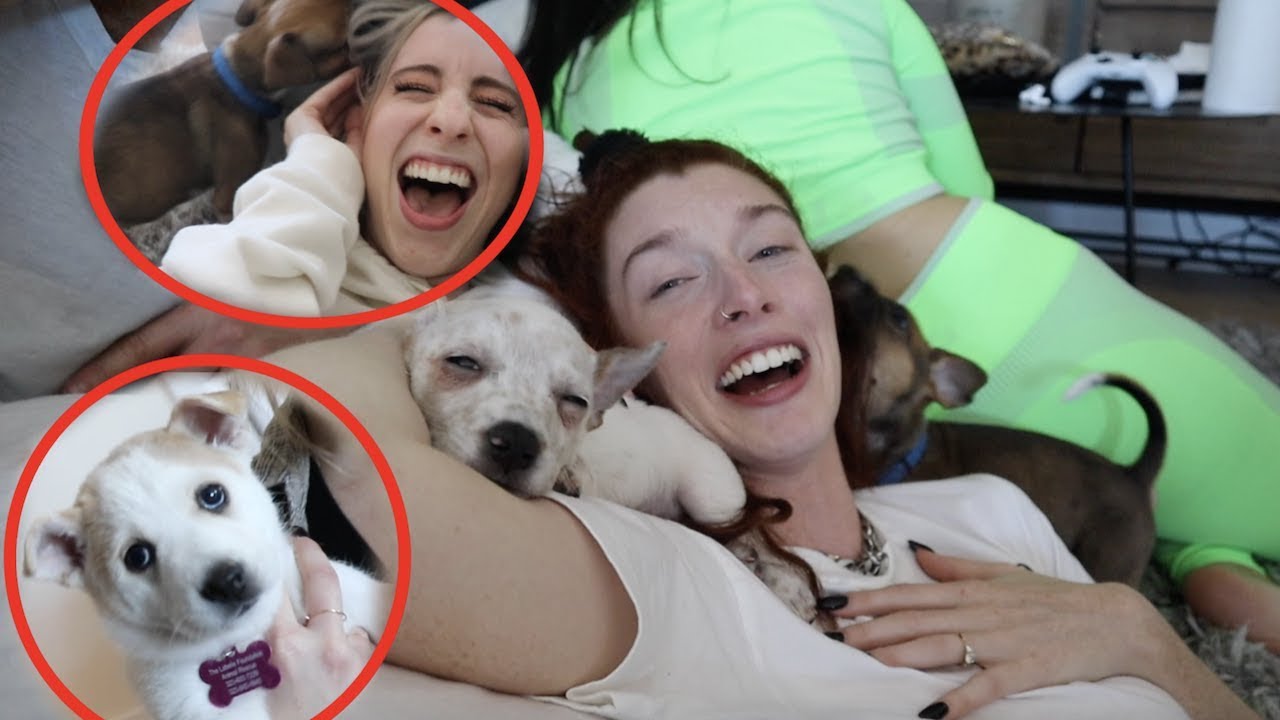 SURPRISED WITH A BUNCH OF PUPPIES!! YouTube