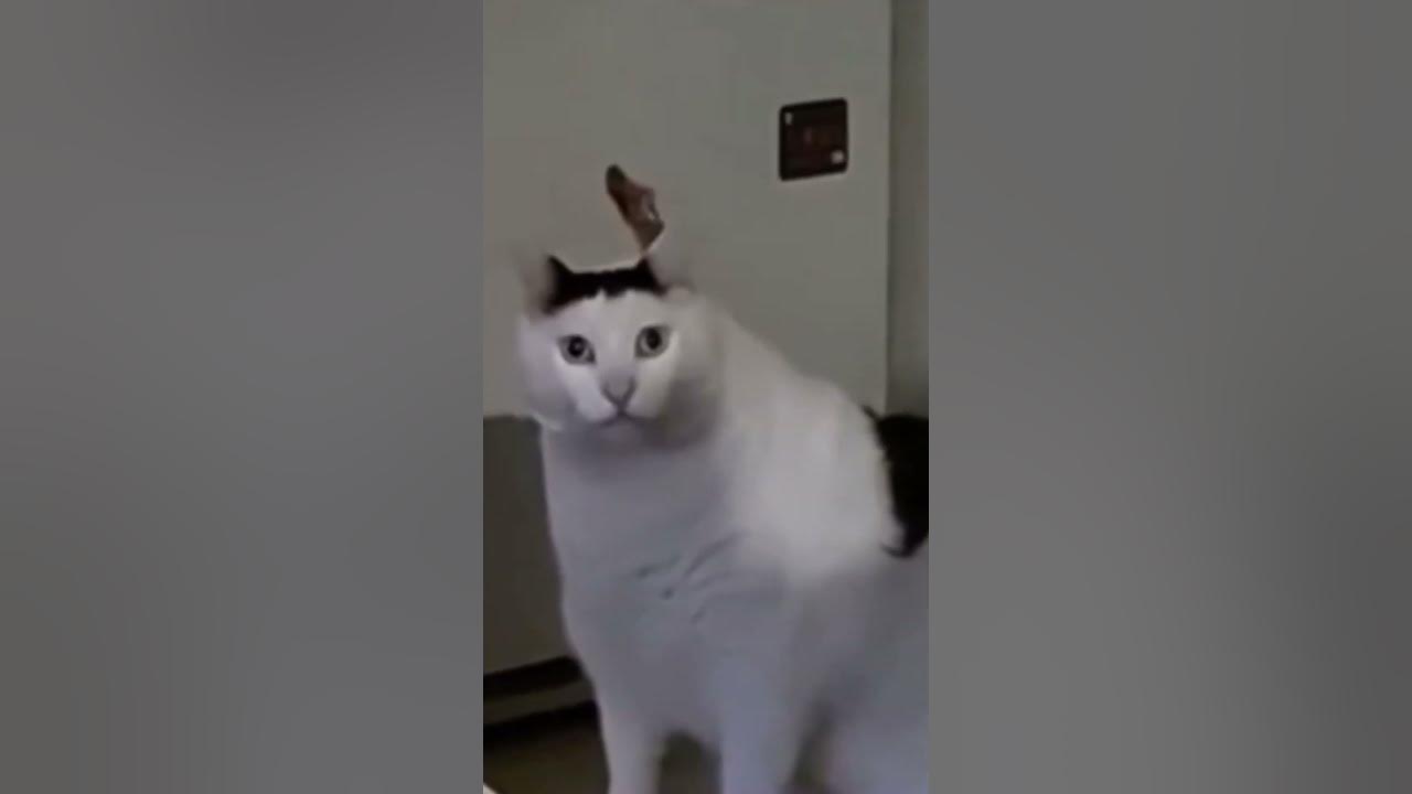 the huh cat & Chipi Chipi Chapa Chapa Cat memes YouTube