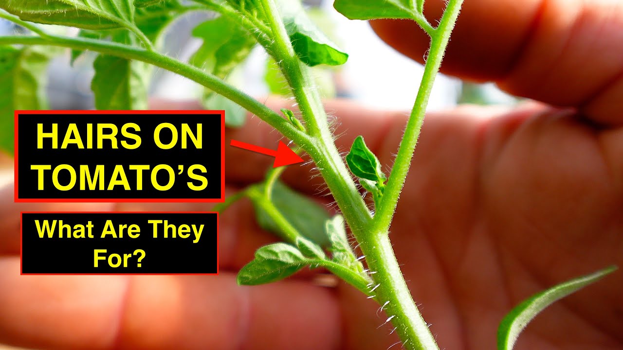 Why Are There Hairs On Tomato Plants ? - YouTube