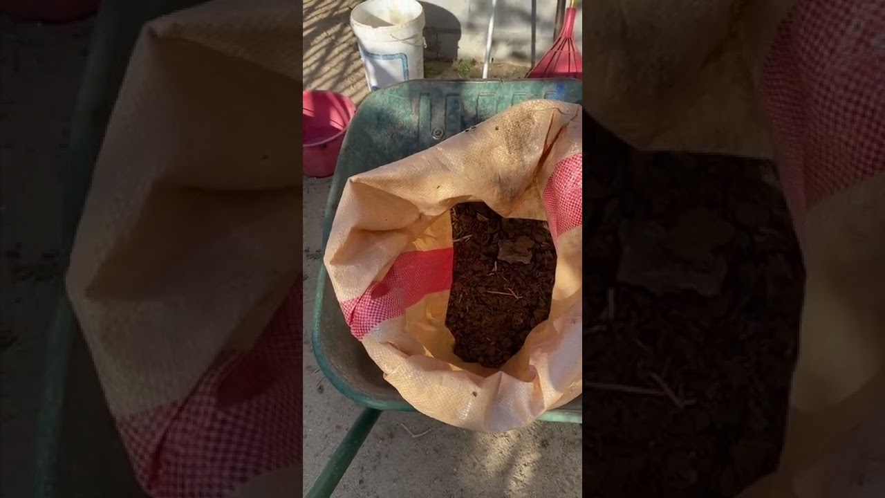 الماعز العارضي تابع (٣٤) متابعه المعزه بعد الولاد🍁.