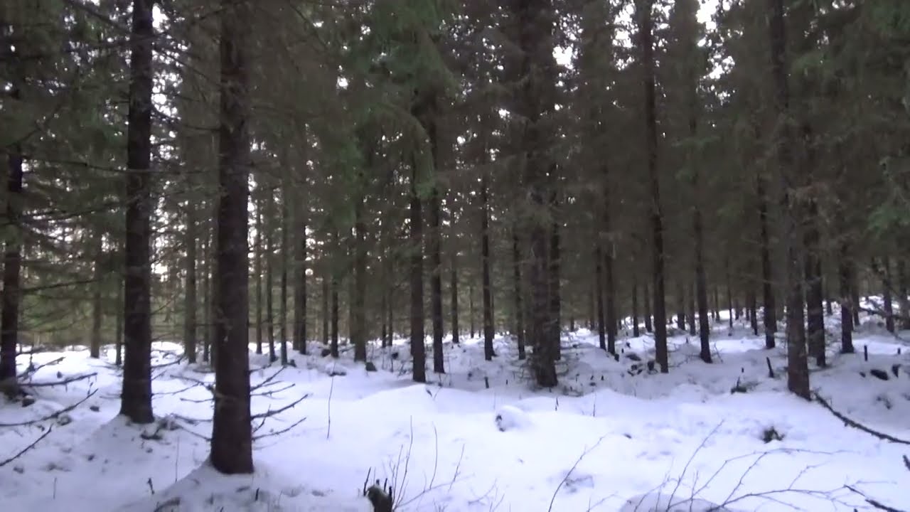 Metsolan Metsäkoulu 372  - Metsään sijoittaminen!