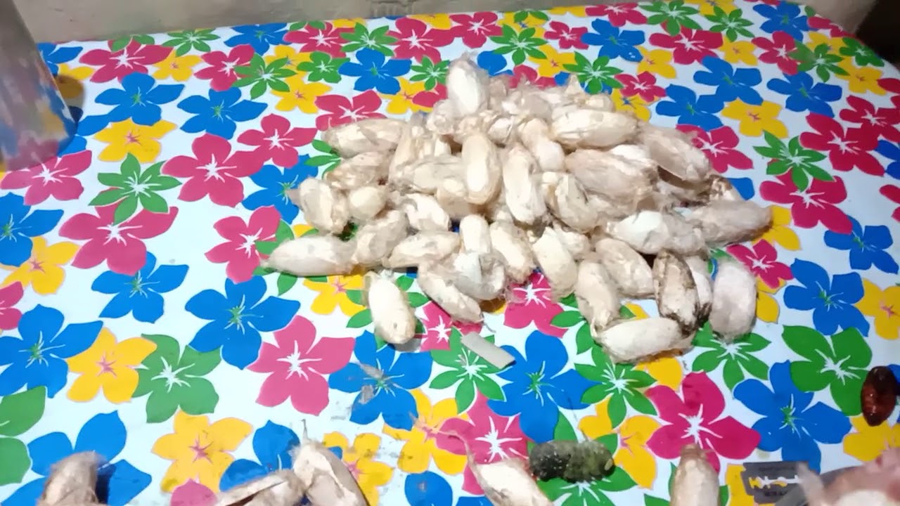 Muga leta , Assamese traditional dish, Assamese food, - YouTube