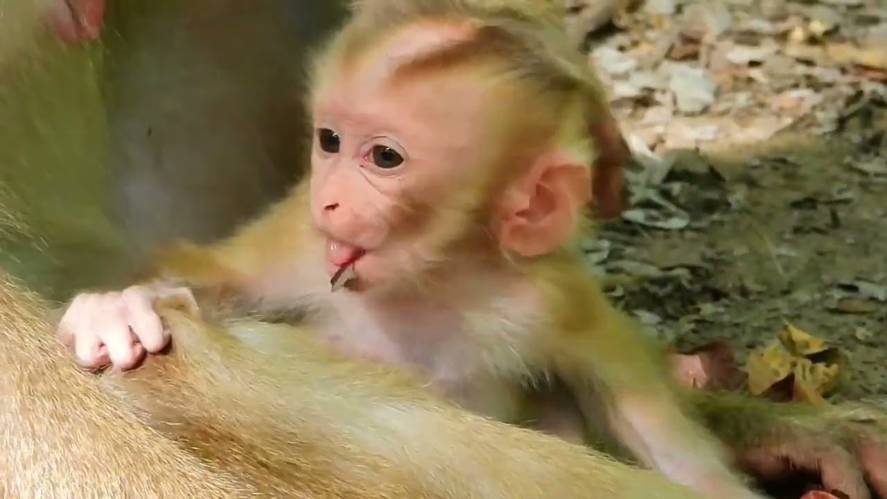 Billion hungry to isolate cute in green grass, Enrich baby legs stronger, improve before swing on