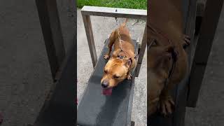 Showing Dracos Progress So Far