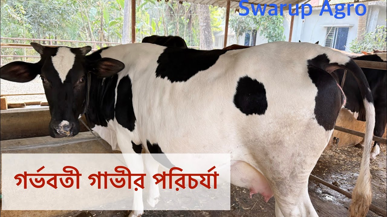 গর্ভবতী গাভীর পরিচর্যা ও আদর্শ বাসস্থানের গুরুত্ব @SwarupAgro 