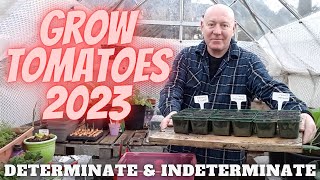 Grow Tomatoes At Home [Gardening Allotment UK] [Grow Vegetables At Home ]