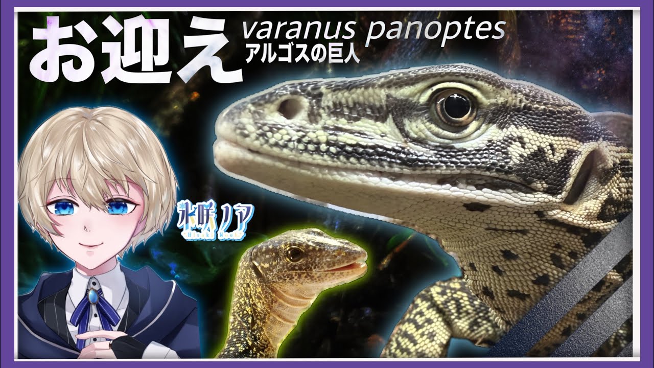 【📖パノプテスモニター】極美なオオトカゲ