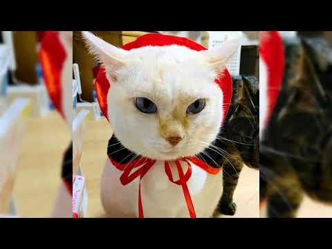 Bobtail japonés. Pros y contras, precio, Cómo elegir, hechos, cuidado, historia hqdefault