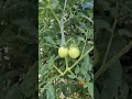 Trio Alta Produção Vila Verde — Nutrição completa para todos os cultivos