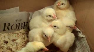 Chicks in the Brooder Box-4-H Embryology