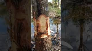 Cara Kedua Mematikan Pohon