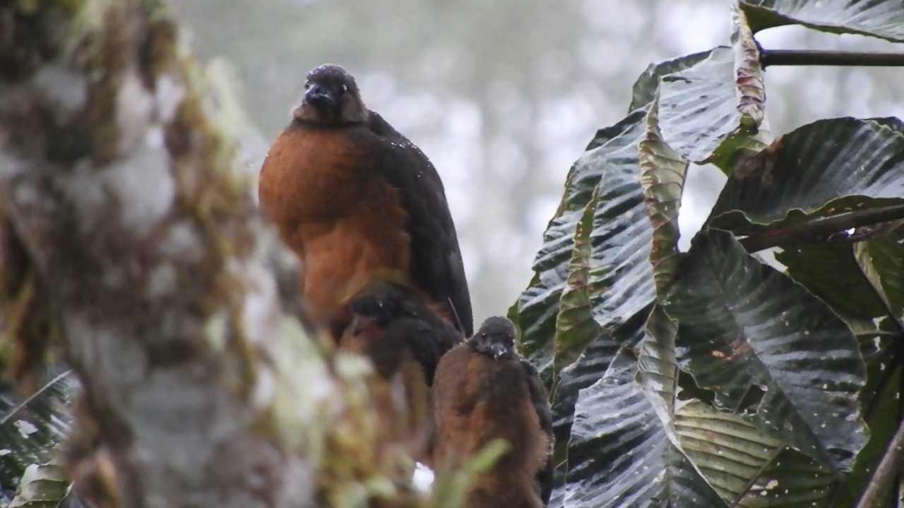 Sickle winged Guan with young, Cabanas San Isidro, Napo, Ecuador