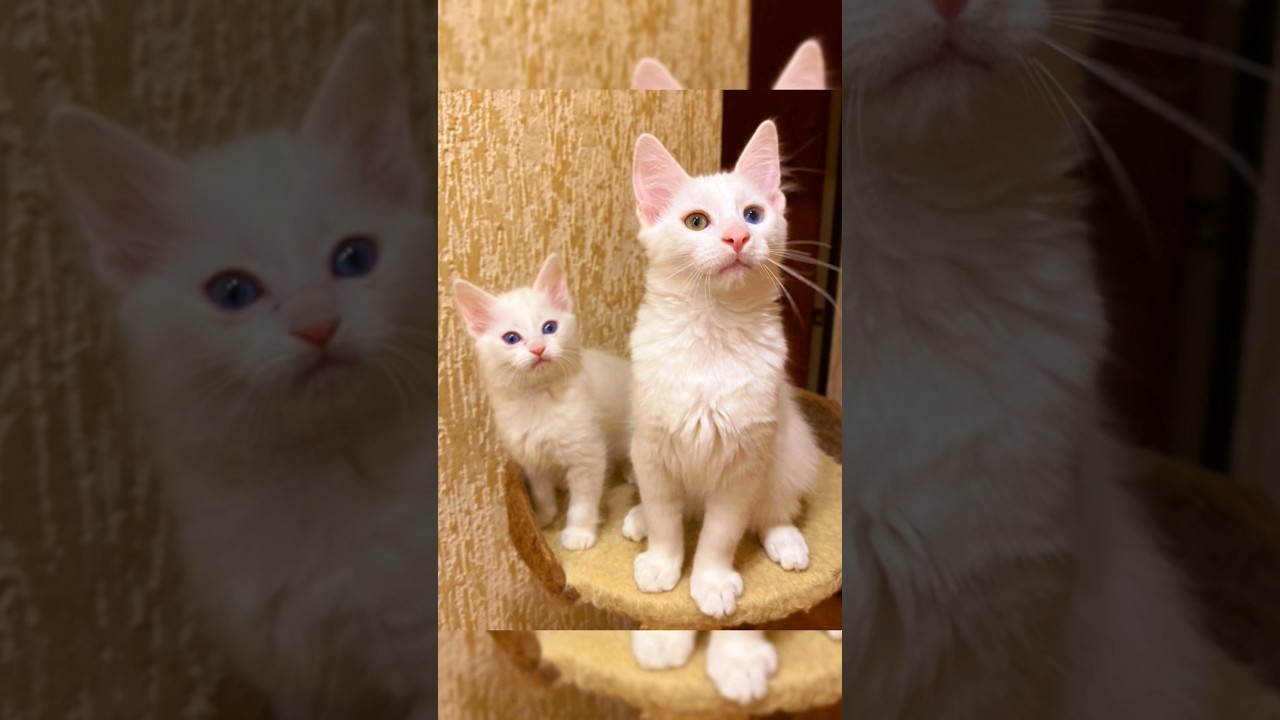 Perbedaan Kucing Anggora Asli Dan Anggora Kampung 