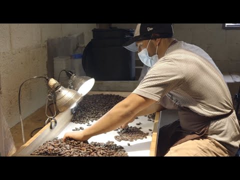 Jak robione jest kakao w Gwatemali?