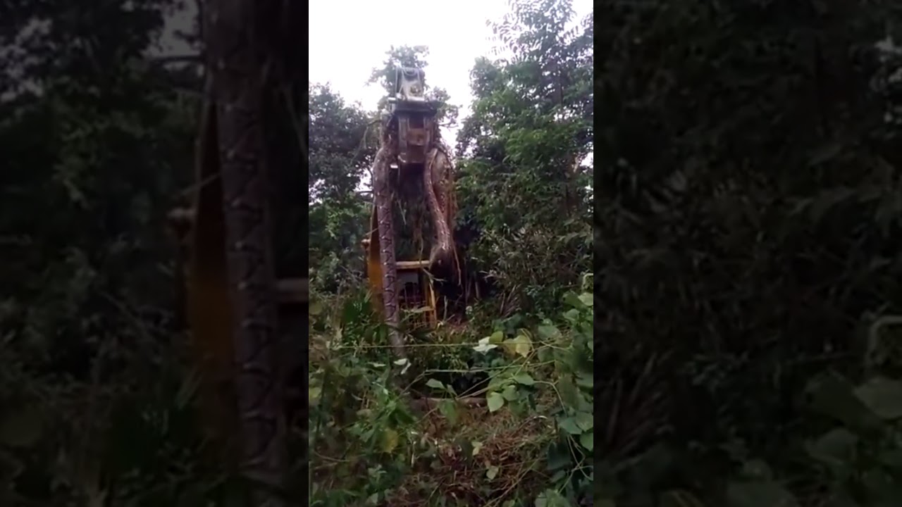 Cobra gigante é encontrada em Dominica no Caribe? | Shorts | Biólogo Henrique