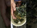 Bucephalandra kedagang round