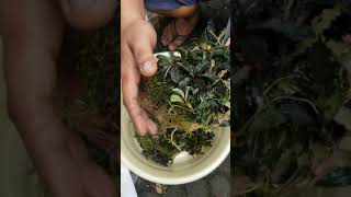 Bucephalandra kedagang round