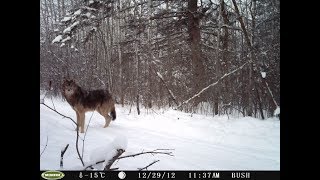 Episode 1: Wolf Baiting