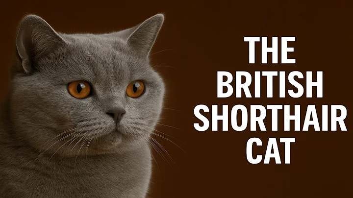 Video 10564301: british shorthair cat meets, britishshorthair catlover, feline