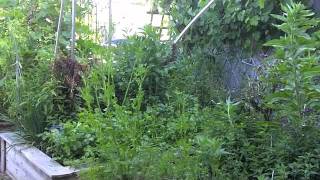 Organic Edible Garden To-Do List , Part 1