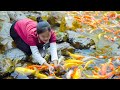 Harvesting golden carp  fish  to sell  cooking  gardening  ella daily life