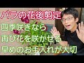 【バラの花後剪定】四季咲き性に2番花を咲かせるお手入れ🌹✨