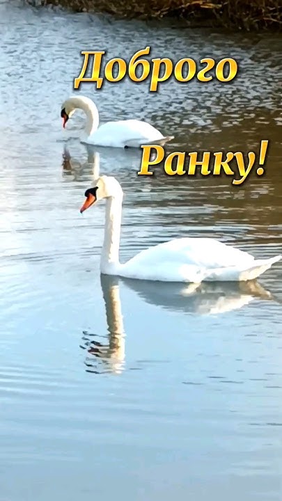 Доброго ранку #shorts - YouTube