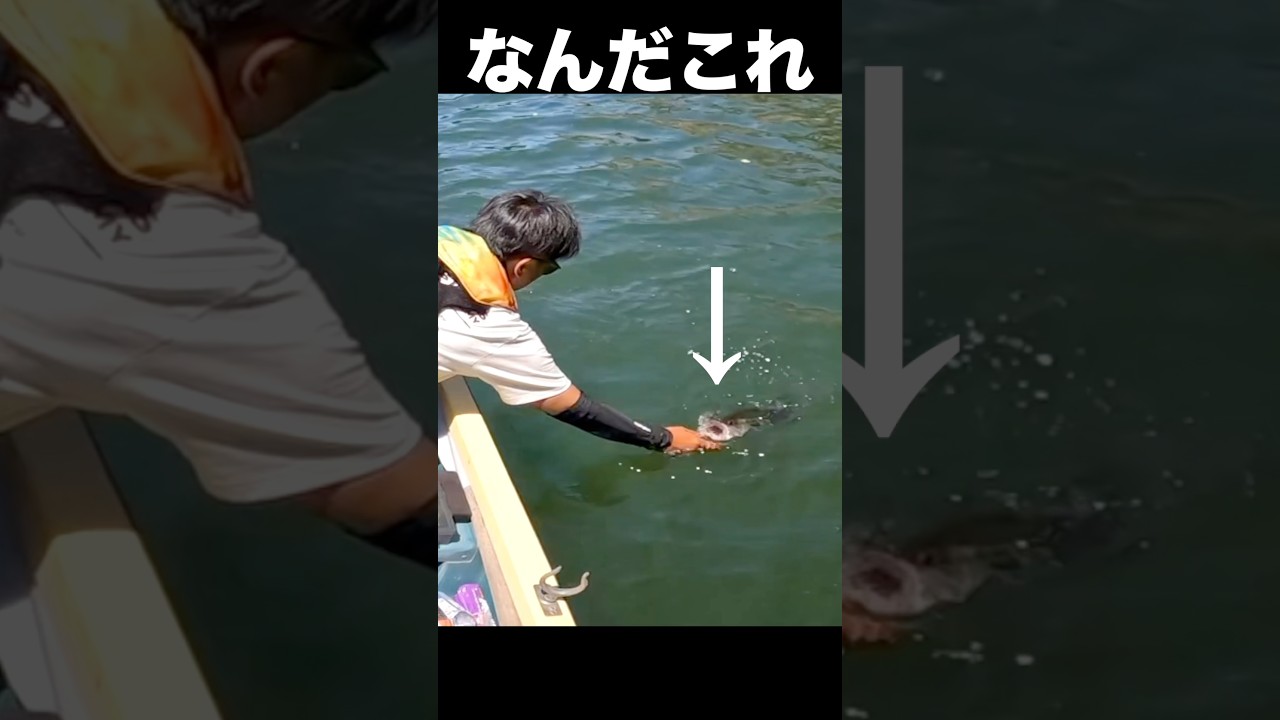 このバス釣りルアーさえあれば釣れる！関東メジャーバス釣りフィールド津久井湖で爆釣してるルアーはこれだ！ #バス釣り #釣り #魚釣り #fishing