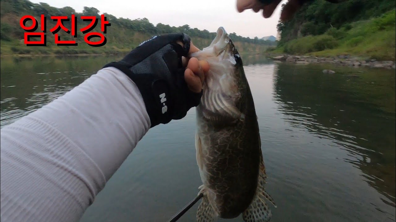 (임진강) 4짜 쏘가리포인트!! 아낌없이 오픈합니다 ~~