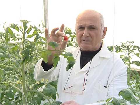 \"ჩვენი ფერმა\" დავით ბირკაძესთან - სასათბურე მეურნეობა