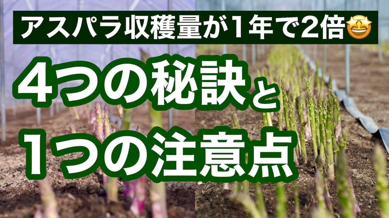 【アスパラガス栽培】初心者必見！収穫量を増やすために僕がやったことと注意点