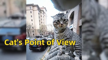 Cat with GoPro fights and asserts dominance | Compilation🐱