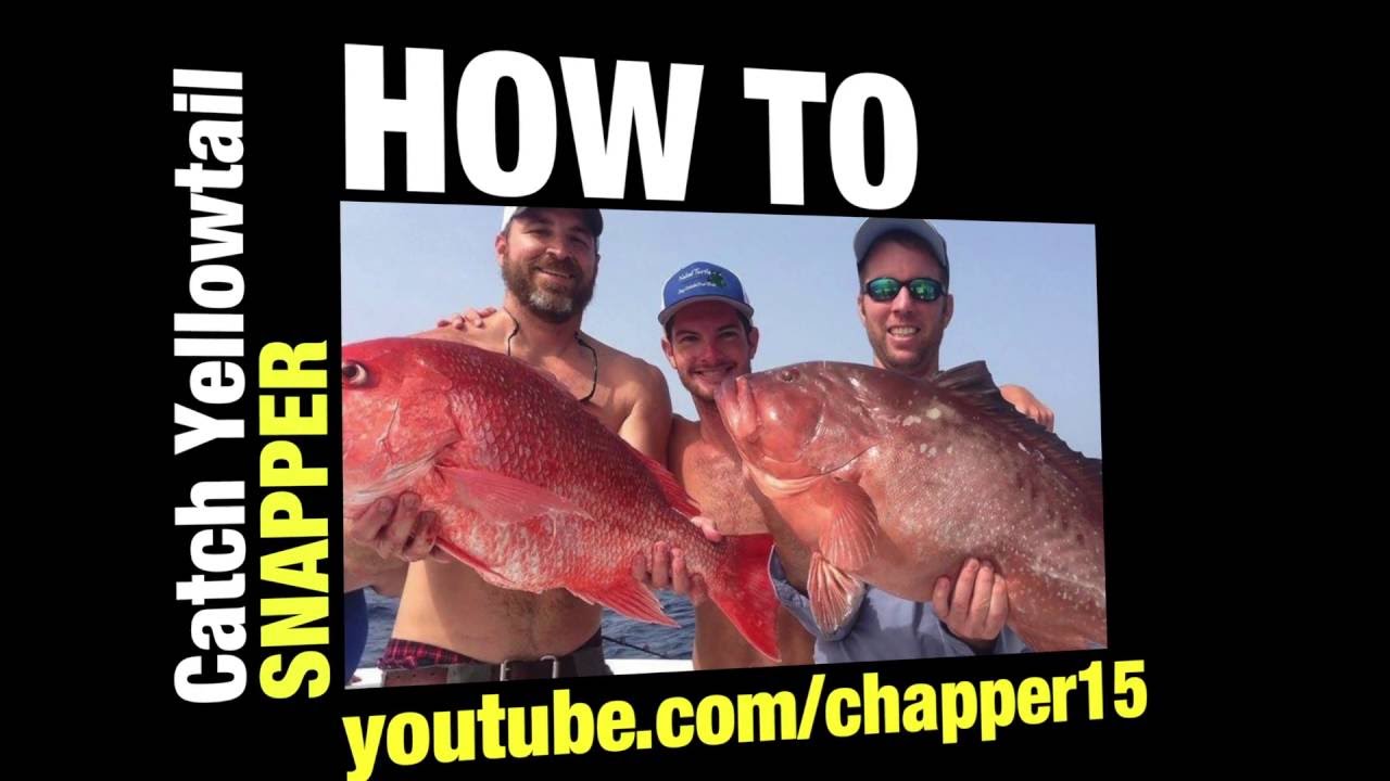 How to catch yellowtail snapper in the Gulf of Mexico 