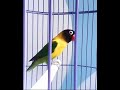 LOVEBIRD PAUD ANDA AKAN BERGAIRAH, SETELAH DENGAR SUARA LOVEBIRD INI, 5 DETIK LANGSUNG NYAUT