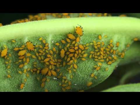 Video: Blossom Midge Control - tegn og behandling for knopp-/gallemidge-insekter