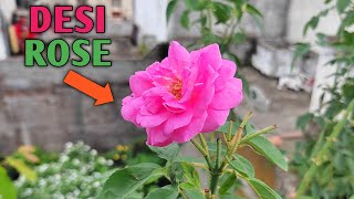 Desi Rose Plant In My Garden Rose Plant Rose Flowers Rose Plant In Rooftop Garden