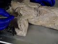 157 Cat Dissection Muscles Upper Back